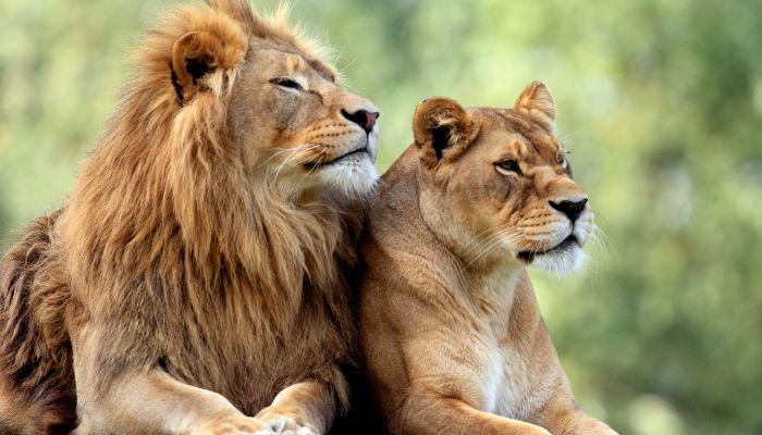 The best zoos in Africa