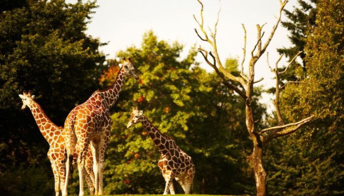 The best zoos in Africa