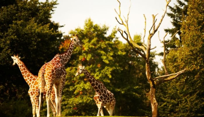 The best zoos in Africa