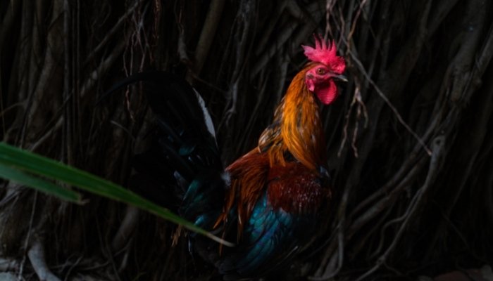 Parc animalier Sainte Croix